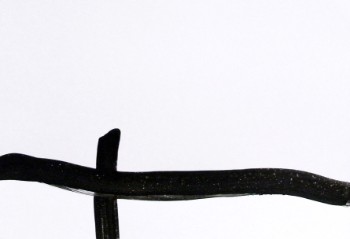 NATURA II